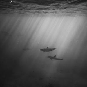 叶凯薇的合成视频
